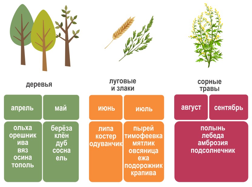 Время цветения самых аллергенных растений